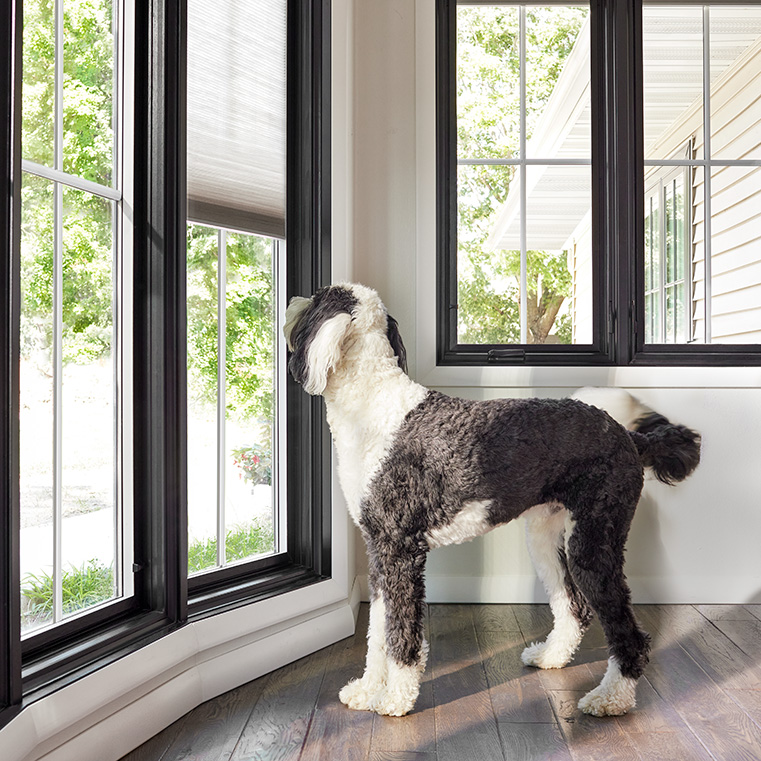 Dog looking through black-framed windows in a bright room